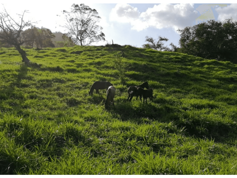 Se Vende Finca de 25 Hectáreas en La Unión de Azuero, Chepo - 1