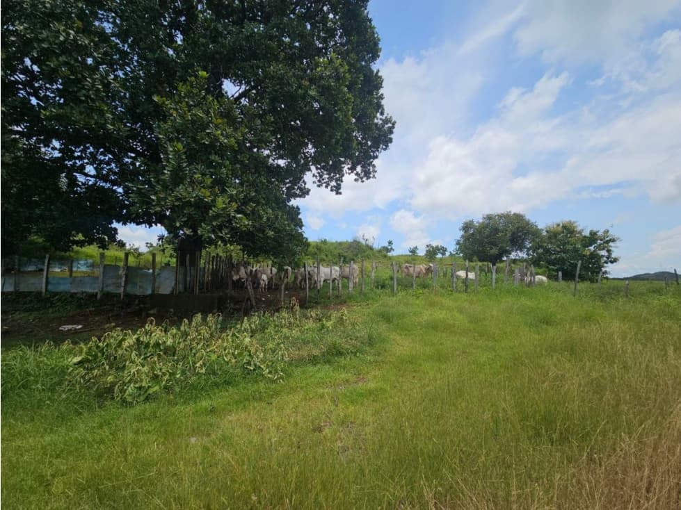 Se vende finca de 116 HAS para uso ganadero en Penonomé - 1