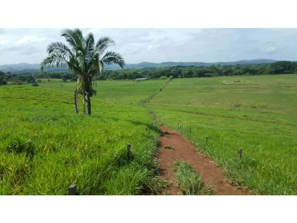 FINCA LECHERA EN SANTIAGO VERAGUAS (CP) - 1