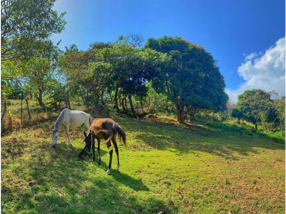 FINCA EN VENTA EN LA LAGUNA DE SAN CARLOS 13423 (CP) - 1