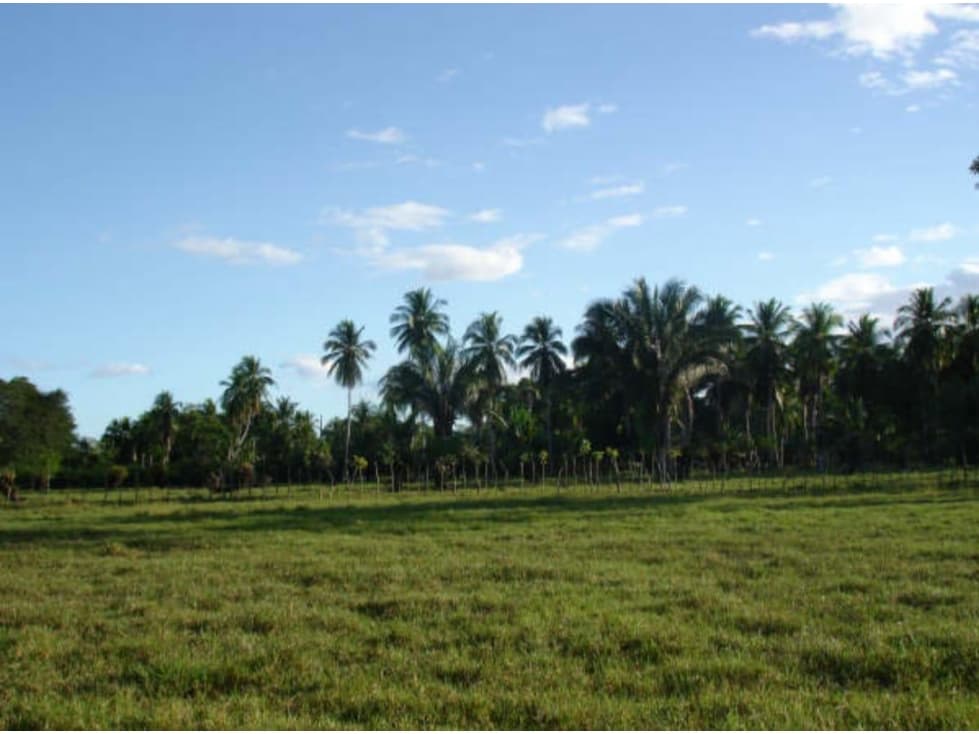 Se Vende Finca de 14 hectáreas en Remedios - 1