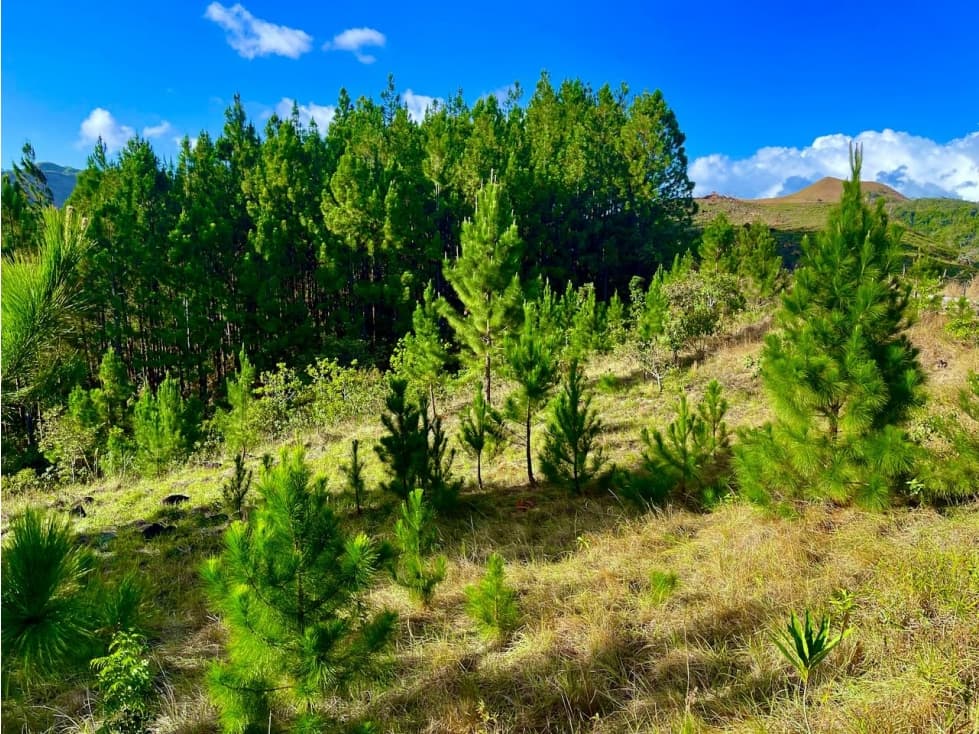Finca en Macano, El Valle de Anton - 1