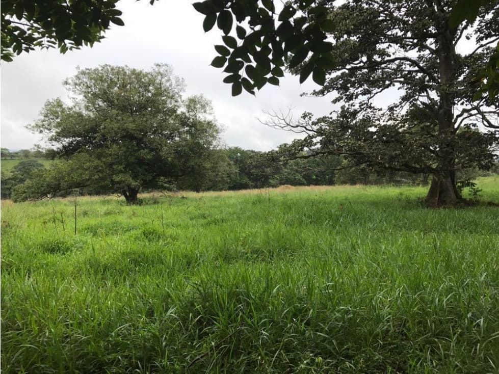 * Venta de finca en Tebario Veraguas - 1