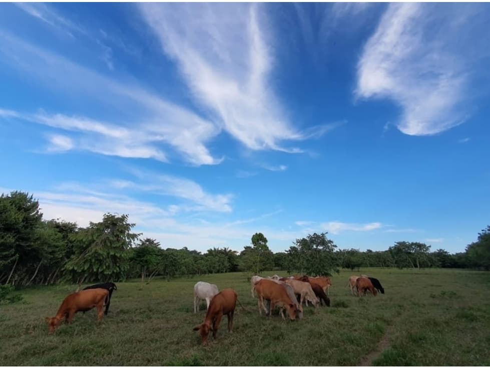 VENTA FINCA GANADERA EN VÍA PRINCIPAL HACIA CERRO CAMA LA CHORRERA - 1