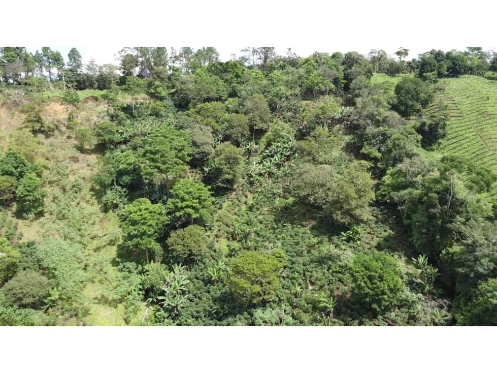 Venta de finca de café en Santa Clara Renacimiento - 1