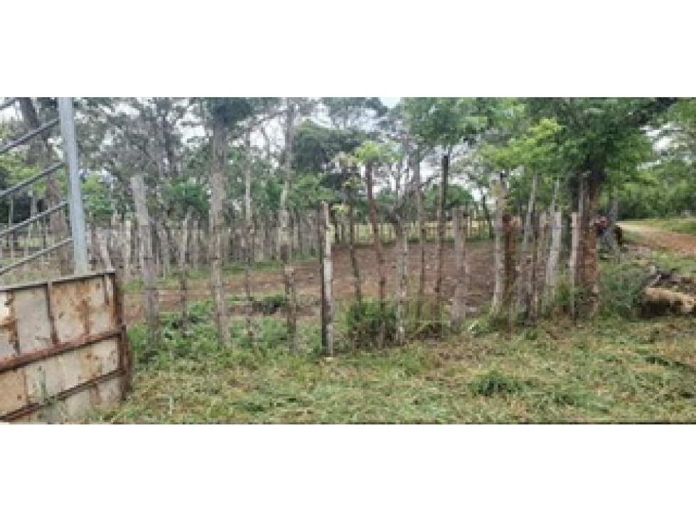 Venta de finca ganadera en Rovira Dolega - 1