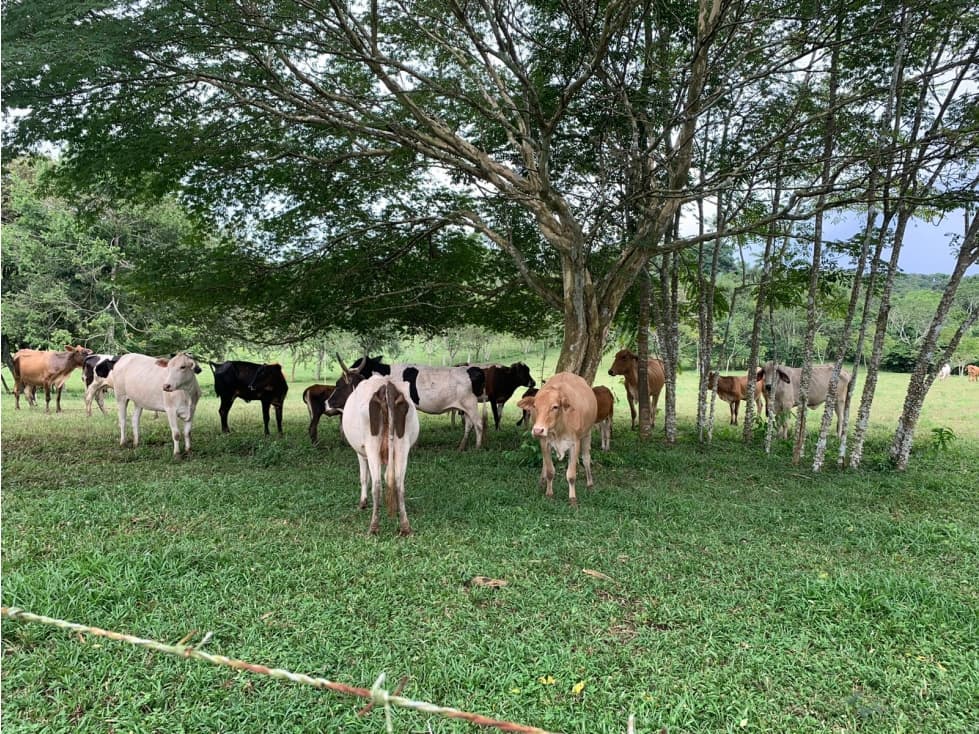 VENTA FINCA GANADERA HURTADO LA CHORRERA - 1