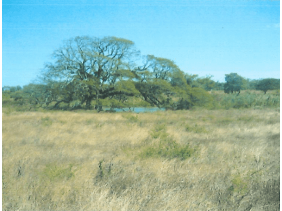 Terreno en Venta de 9.76 hectareas, Monagrillo Panama - 1