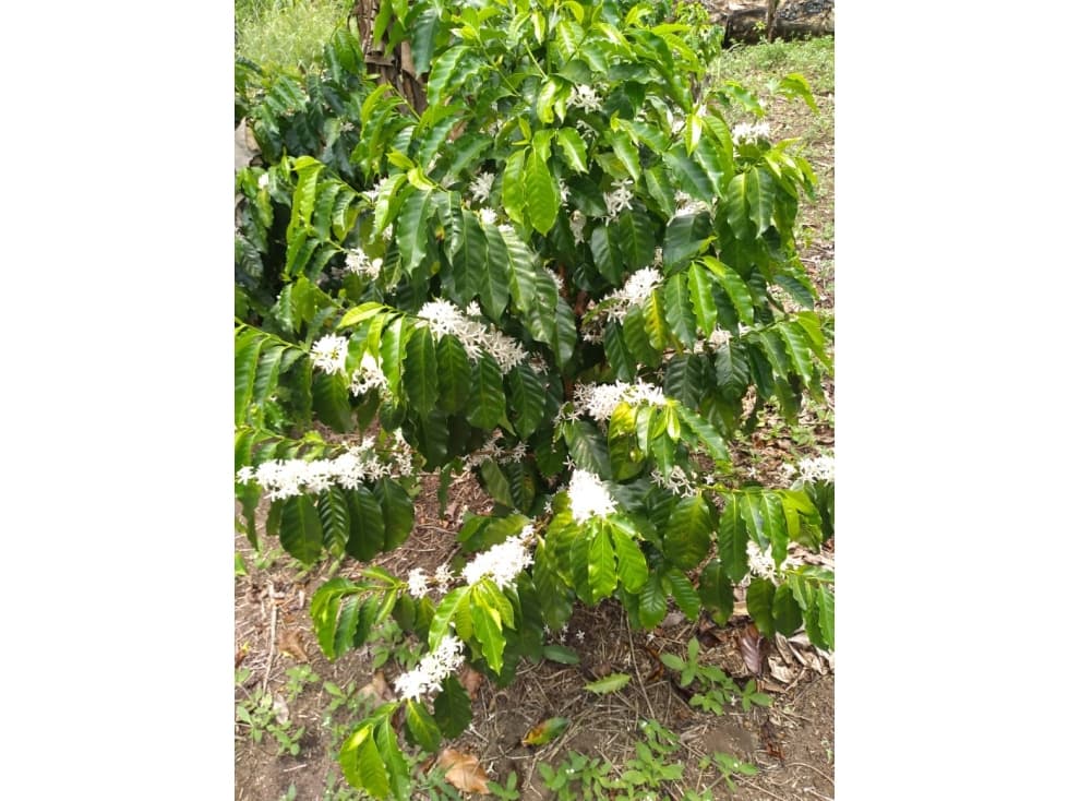 Se Vende finca ubicada en Montelirio, Santa Clara - Chiriquí (RSdeR) - 1