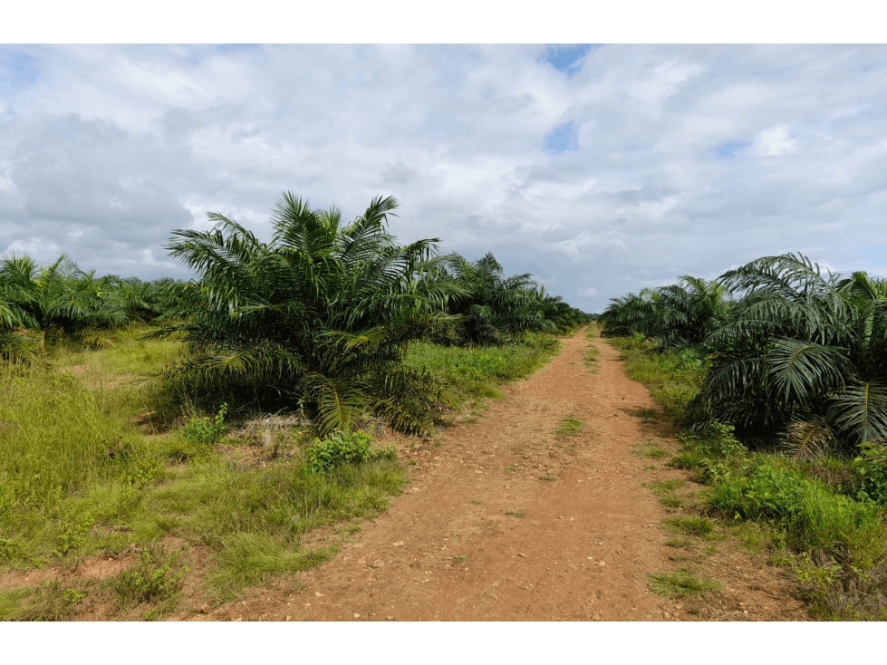 Venta de Finca Aceitera Reposeida Chiriqui - 1