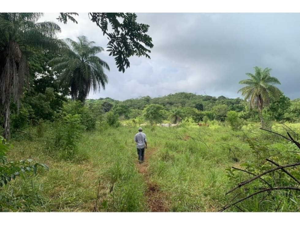 2 hectares titled in Lagartero, near Santa Catalina, $75,000. - 1