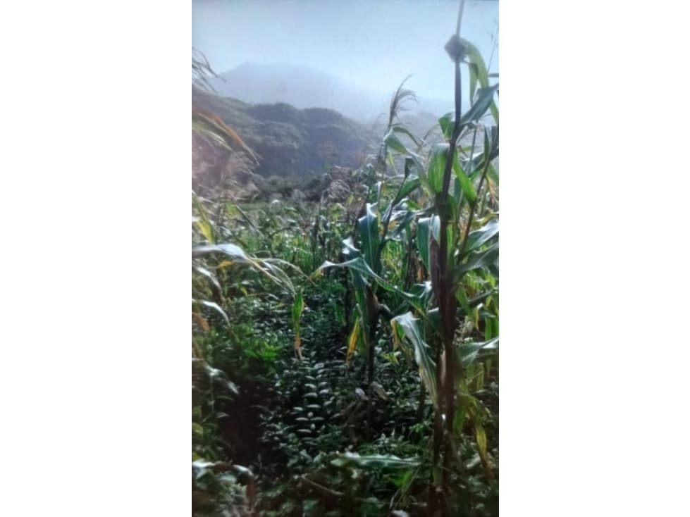 Venta de terreno de 25 HAS en El Harino, La Pintada - 1