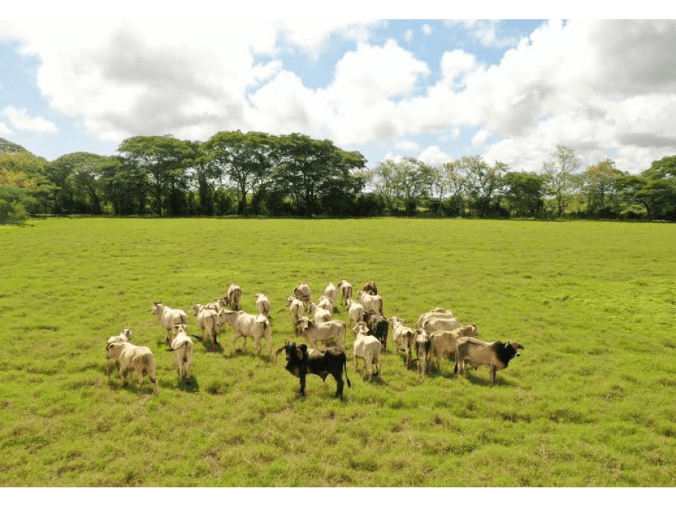 HERRERA / PARITA / 13 HECTAREAS / IDEAL PARA AGRICULTURA Y GANADERIA - 1