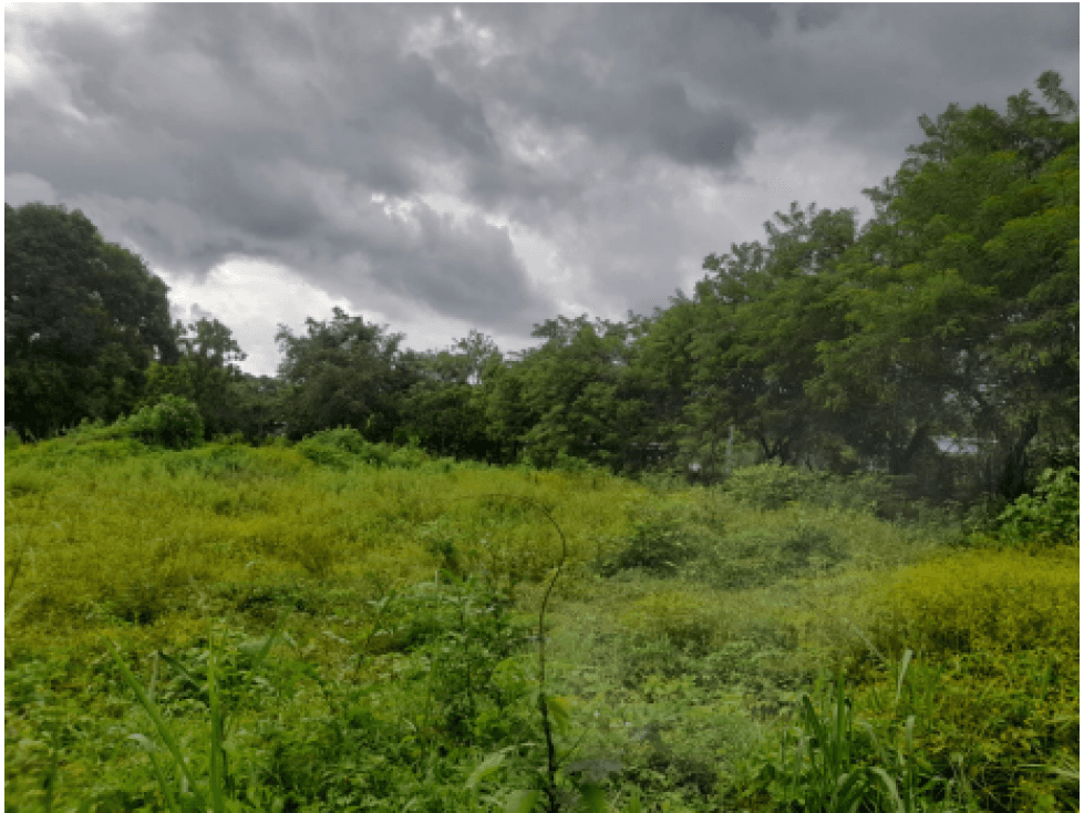 COCLE / RIO HATO / 5606M / SOBRE LA VIA / TOPOGRAFIA PLANA / AG - 1