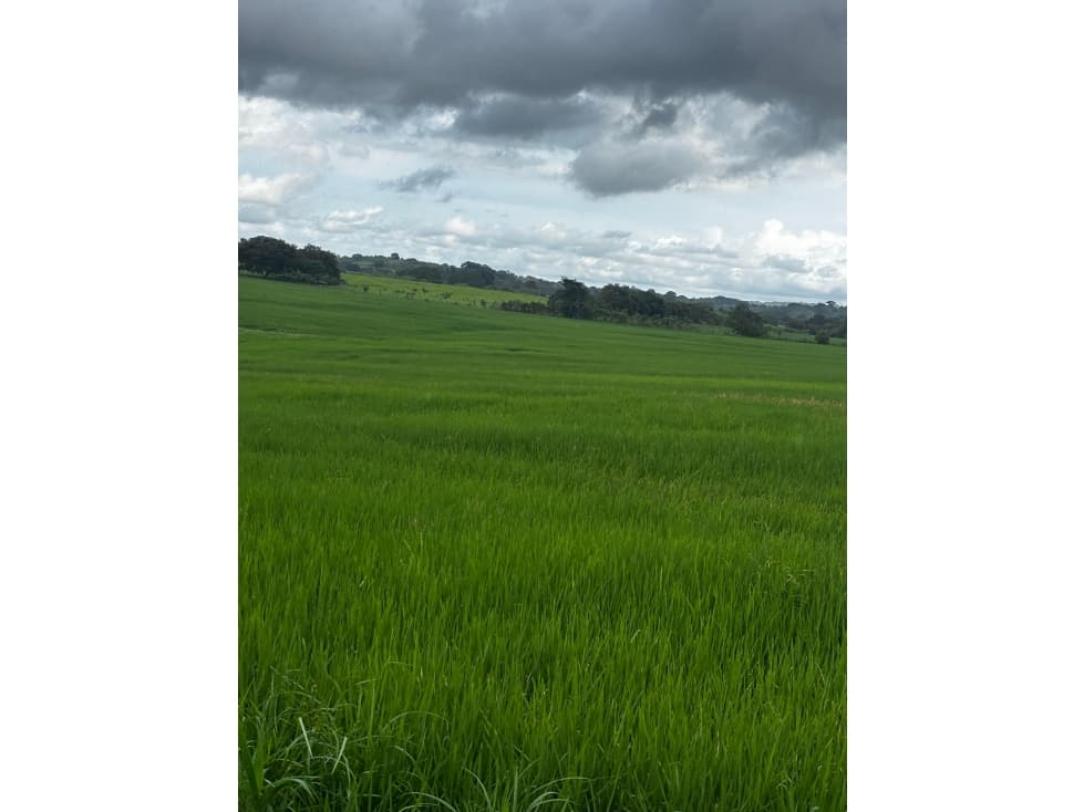 LAS TABLAS / PARITILLA / FINCA / 52 HECTAREAS - 1
