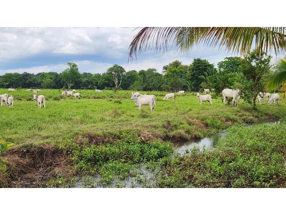 Finca Agropecuaria y Arrocera en Jacú, Gariché - 1