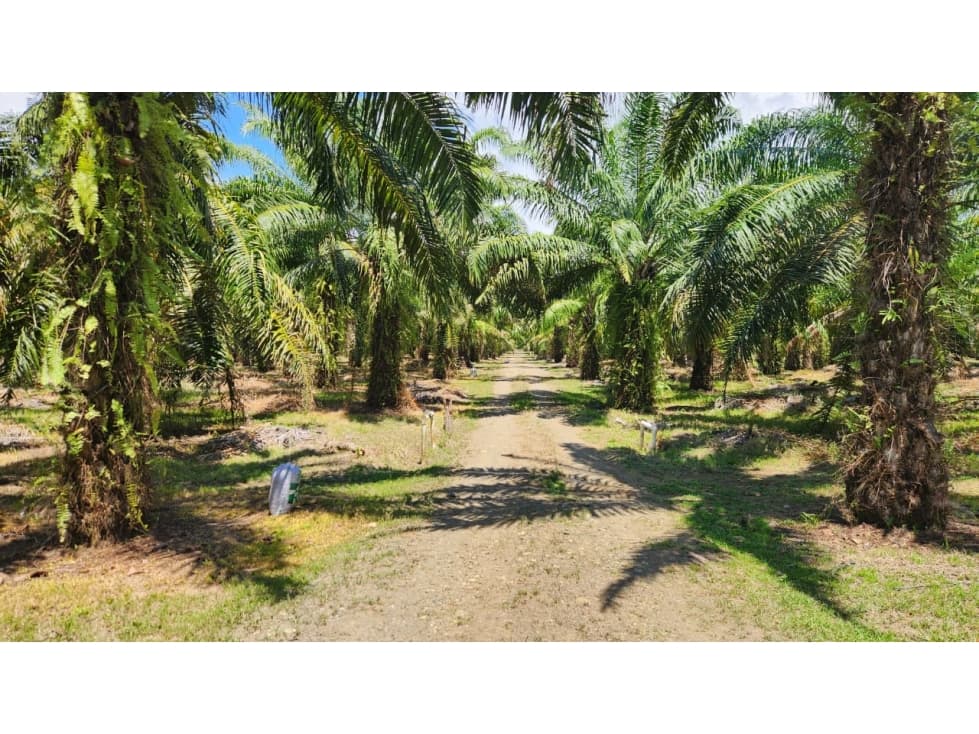 Finca Productiva en Barú con Palma Aceitera y Ganadería - 1