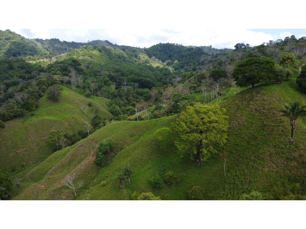 Finca Ganadera y Forestal en Puerto Armuelles - 1