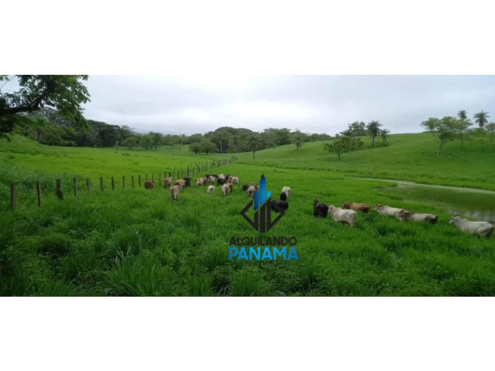 Se Vende Finca Ganadera 120 Ha San Lorenzo USD$1,080,000,00 - 1