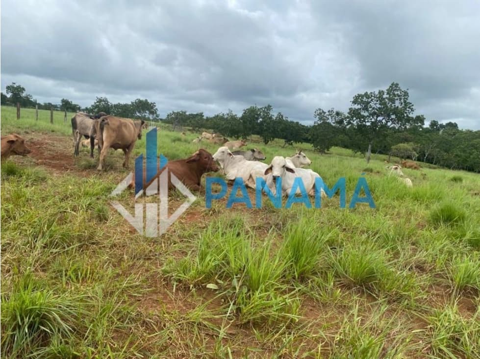Se Vende Hermosa Finca Ganadera 96 Ha San Lorenzo USD$748,800,00 - 1