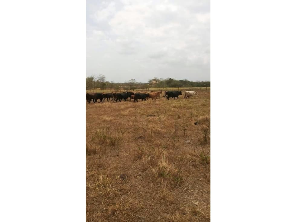 VENDO FINCA TITULADA EN AZUERO TANARA - 1