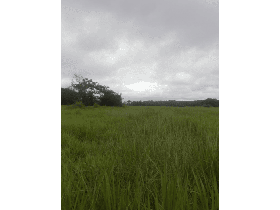 VENDO 2,500 HECTAREAS EN DARIEN - 1