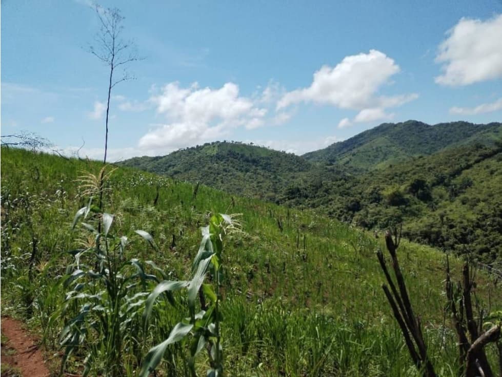 VENTA DE 11 HECTARIAS DE TERRENO EN VERAGUAS - 1
