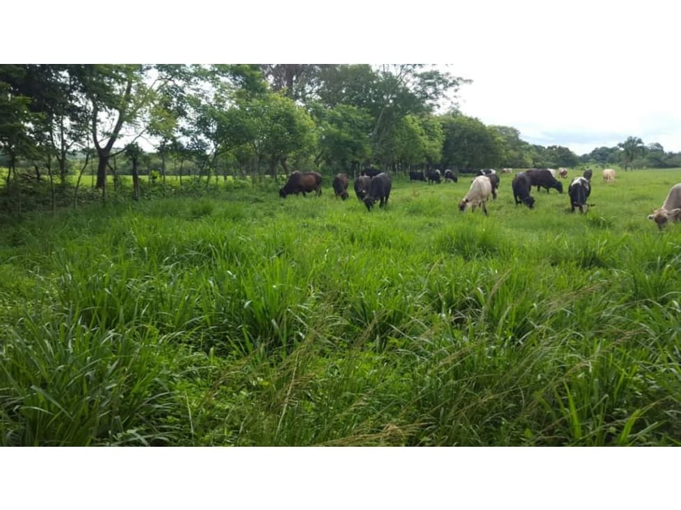 FINCA CON NEGOCIO RENTABLE 111 HECTARIAS CERCA DE SANTIAGO - 1