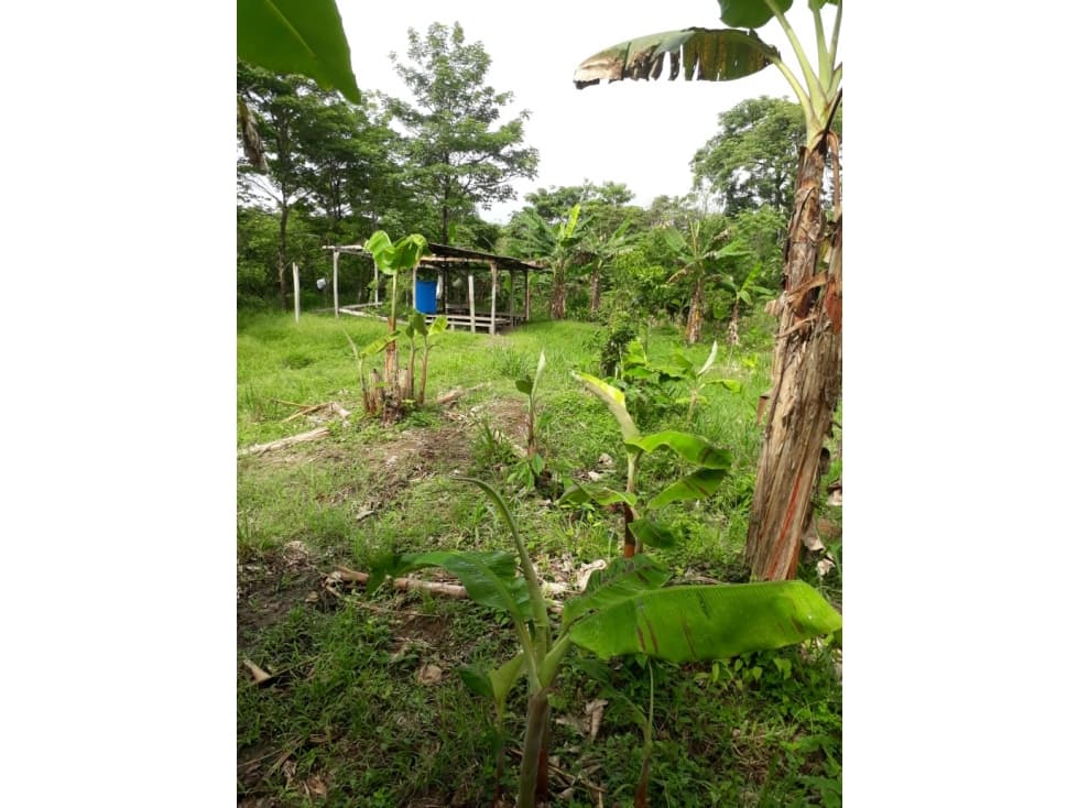VENDO 2,500 HECTAREAS EN YAVIZA, TIERRA PRODUCTIVA Y ACCESIBLE - 1