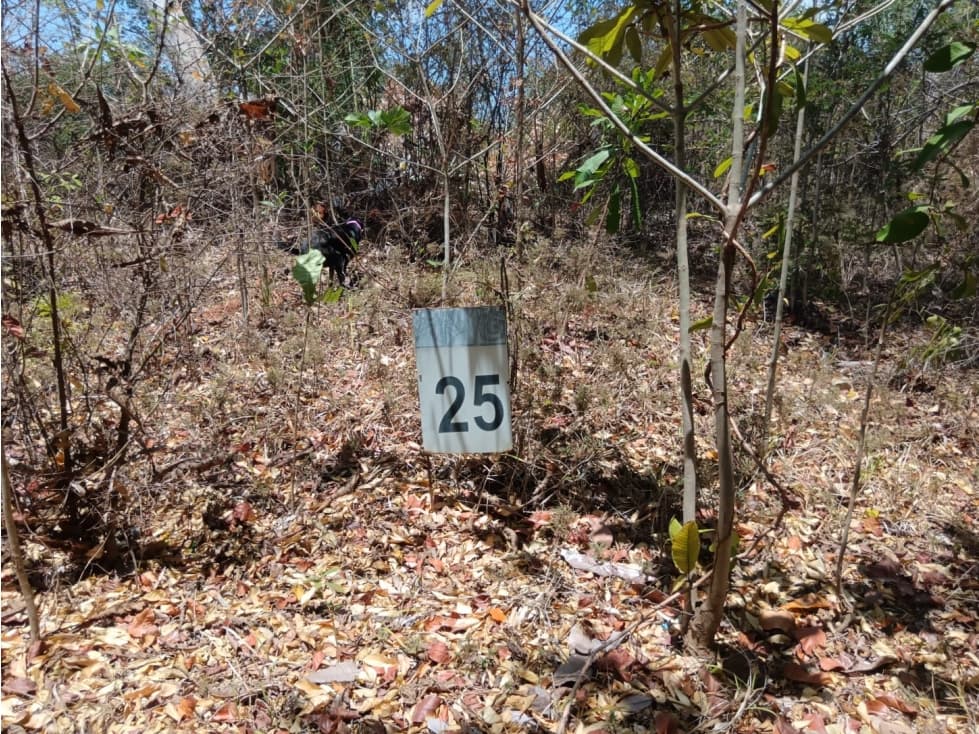 VENTA DE HERMOSO LOTE EN PEDASÍ - LIMÓN - 1