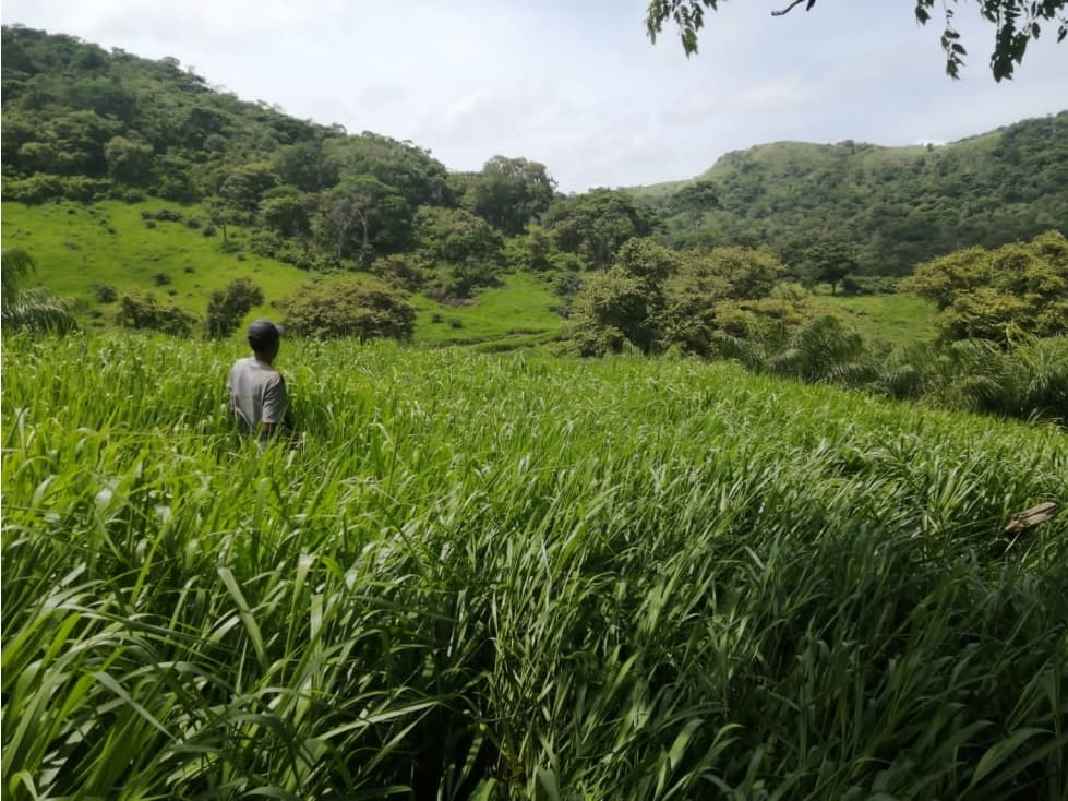 Venta de finca ganadera en Capira (Cermeño) GTA - 1