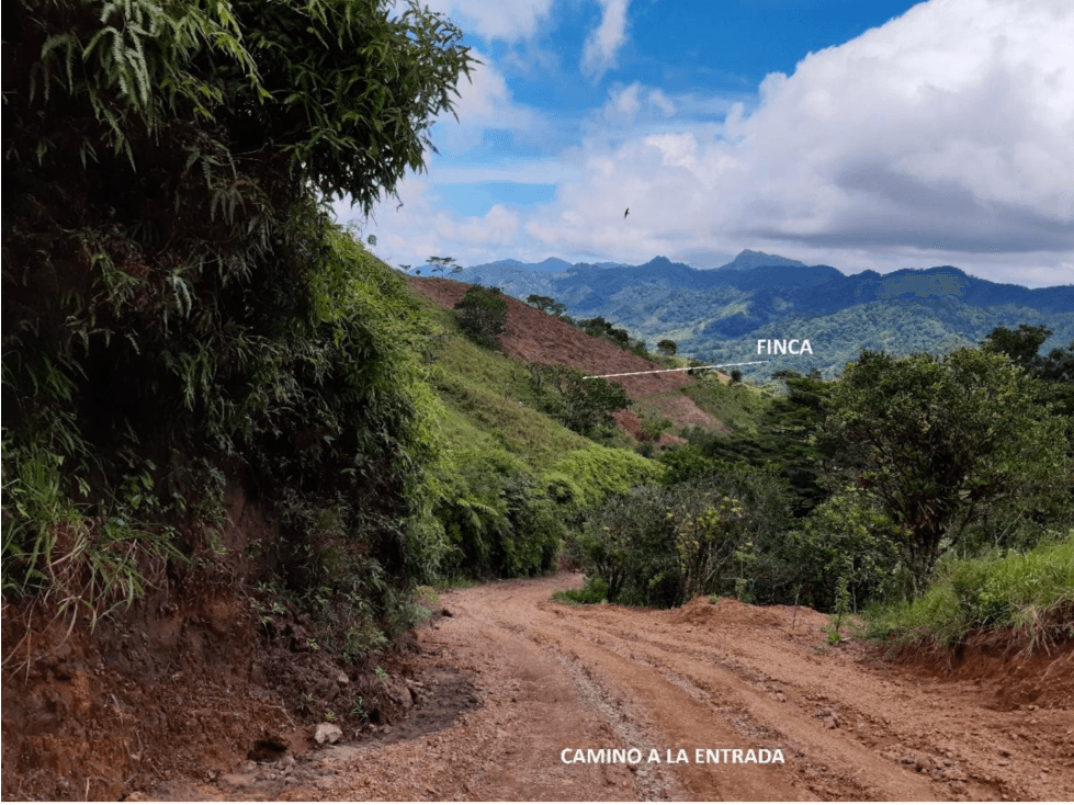 VENTA DE FINCA DE CAFE Y FRUTALES, TERRENO EN EL CACAO CAPIRA (13) - 1