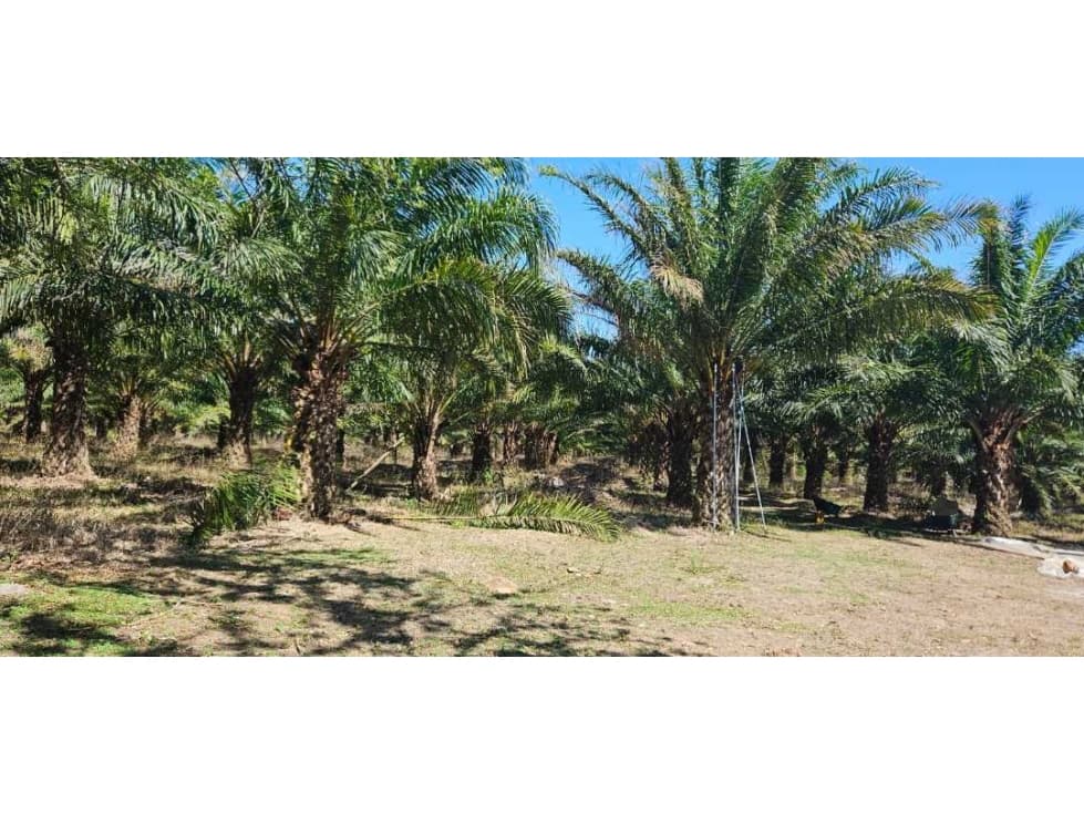 FINCA DE 11.7 CON SIEMBRO DE PALMA ACEITERA - 1