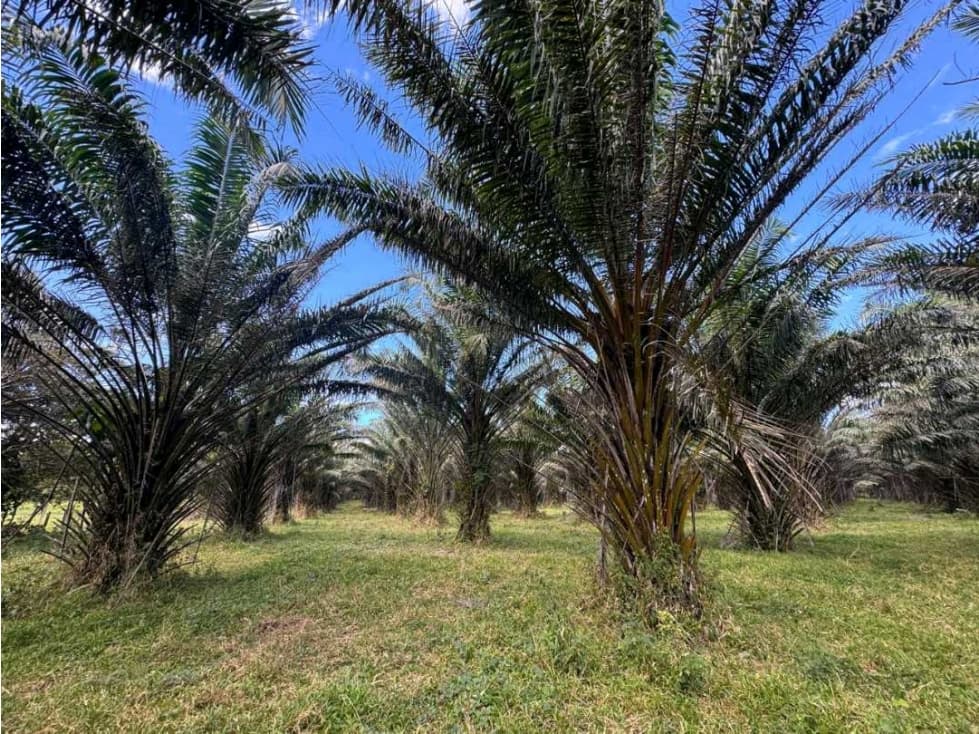SE VENDE 9.6 HECTAREAS EN GUALACA - 1