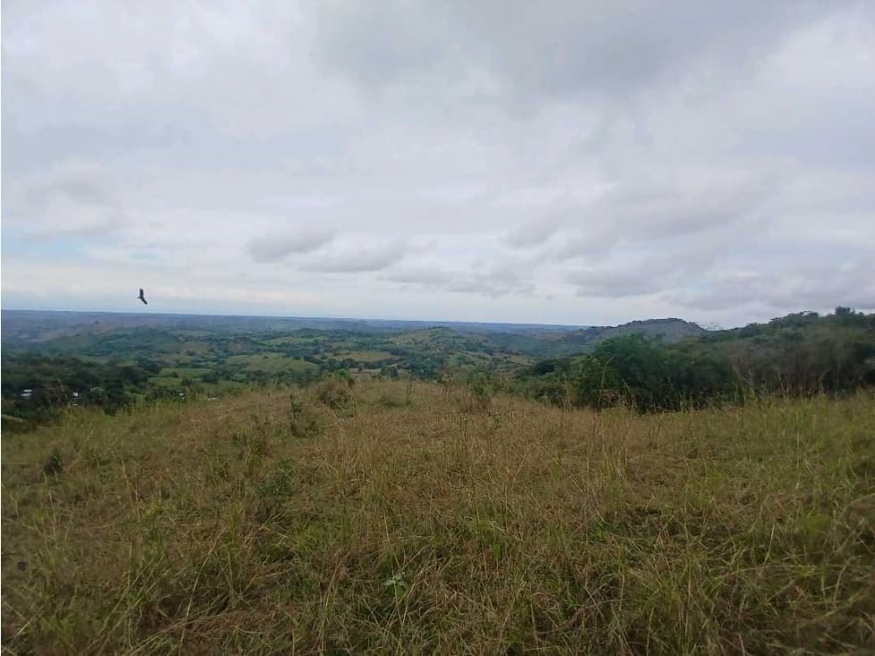 VENDO FINCA 29 HECTAREAS - PALMIRA DE LAS TABLAS - 1