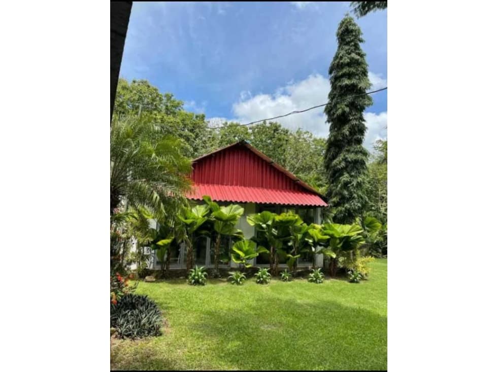 VENDO FINCA DE TECA Y CAFE EN LA CHORRERA - 1