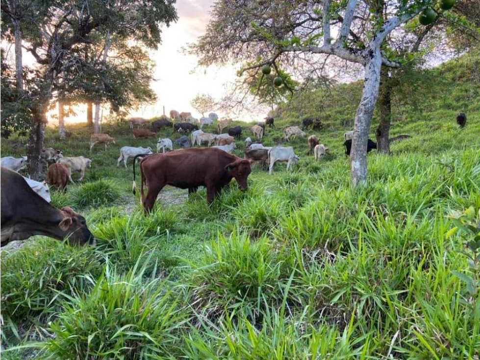 VENDO TERRENO DE 63 HECTAREAS PUERTO ARMUELLES - 1