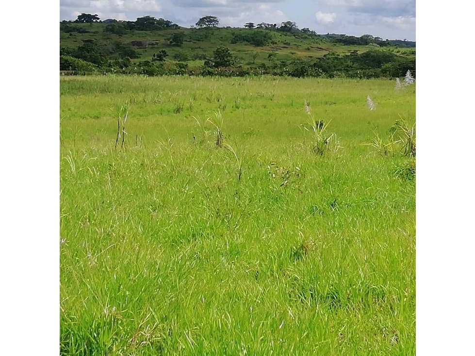VENTA DE FINCA EN SAN FRANCISCO DE VERAGUAS, AGUA VIVA - 1