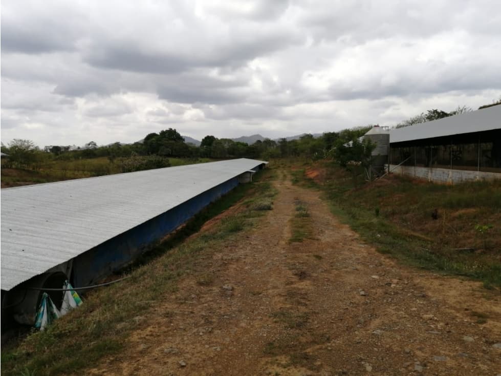 Venta Finca Avicola Ganadera en Macaracas, Los Santos - 1
