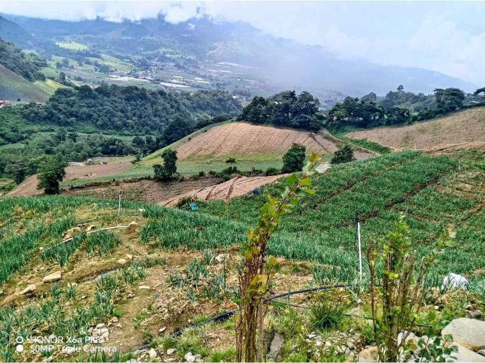 Se vende finca de produccion de 3,7 ha + 2,000 mtrs en Cerro Punta - 1